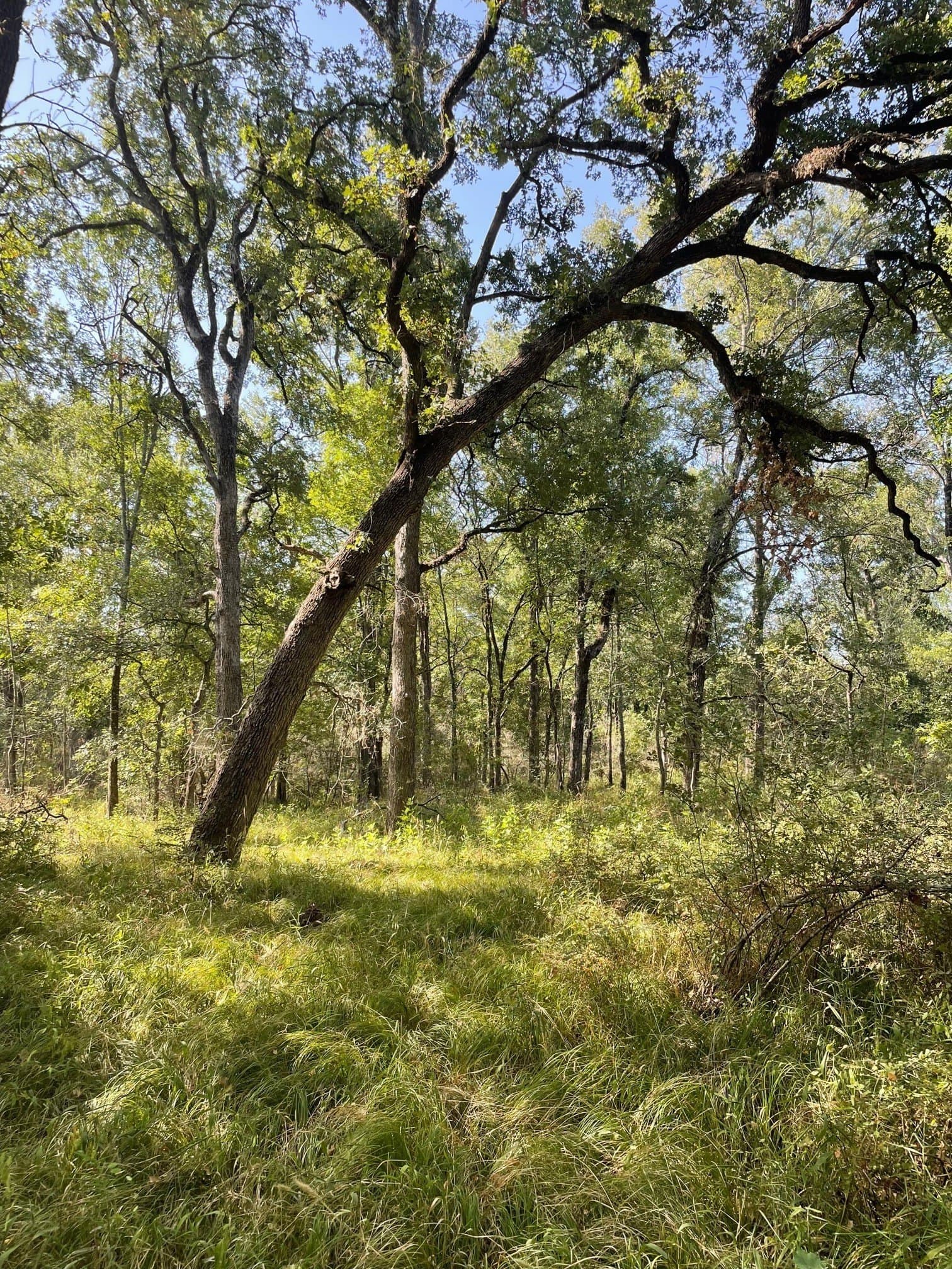 40.64 acres in Limestone County