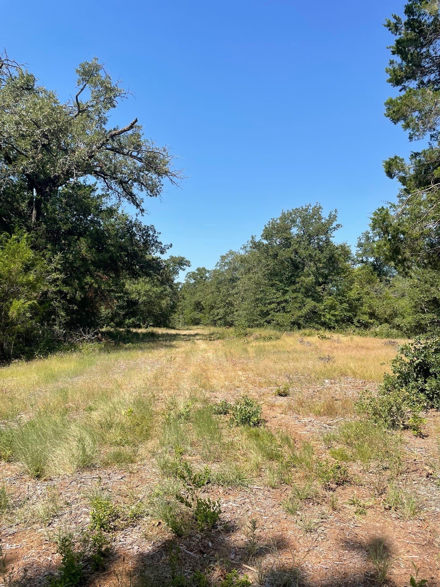 40.64 acres in Limestone County - photo 5