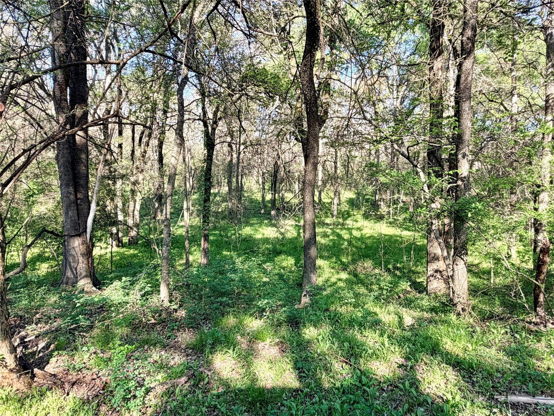 213.5 acres in Freestone County - photo 21