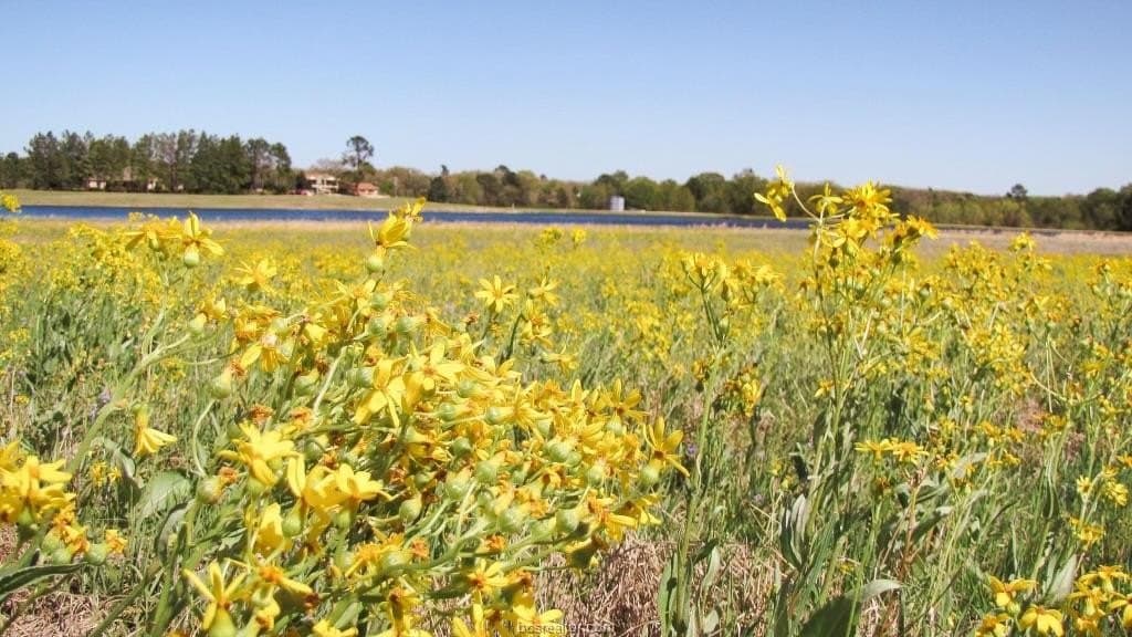 0.41 acres in Leon County - photo 11