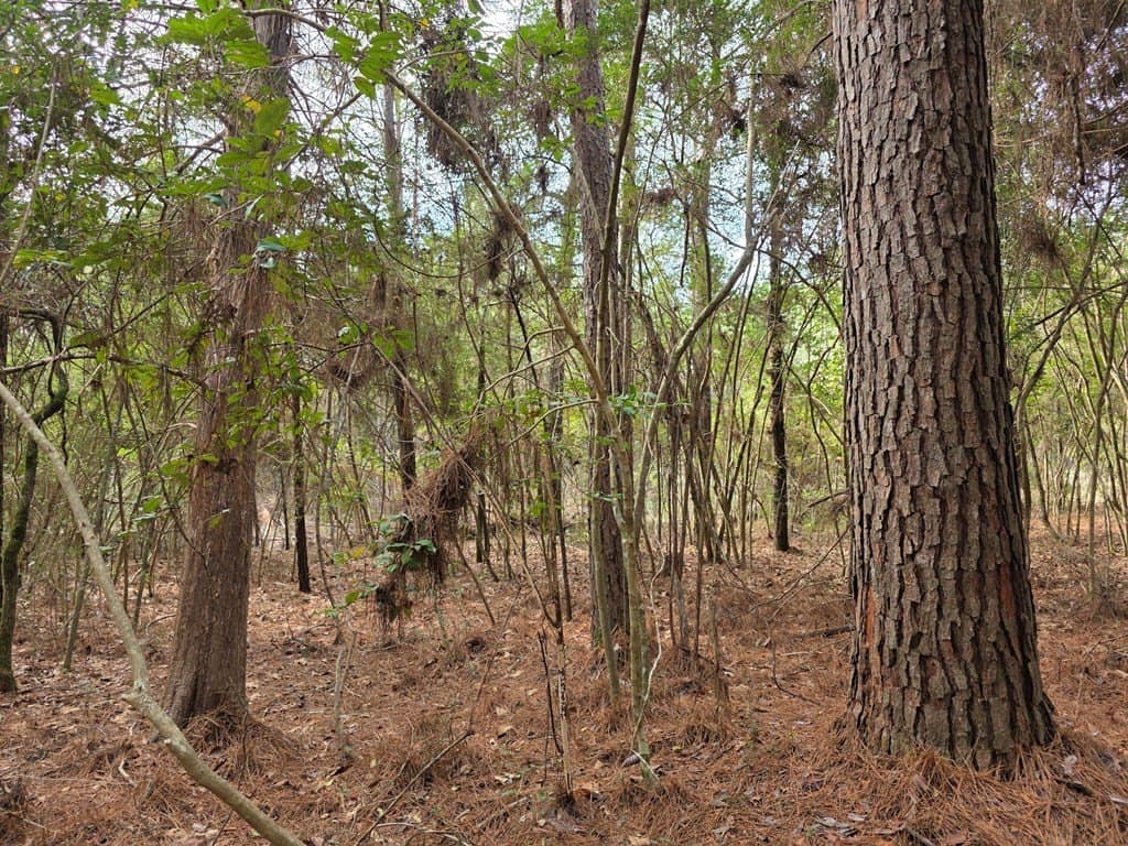 7.3 acres in Texas County - photo 17
