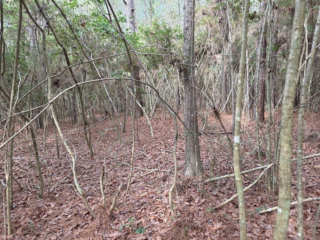 7.3 acres in Texas County - photo 18