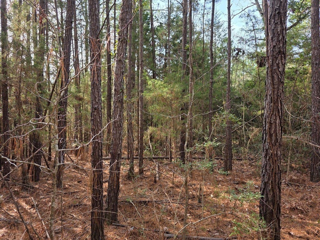 7.3 acres in Texas County - photo 7