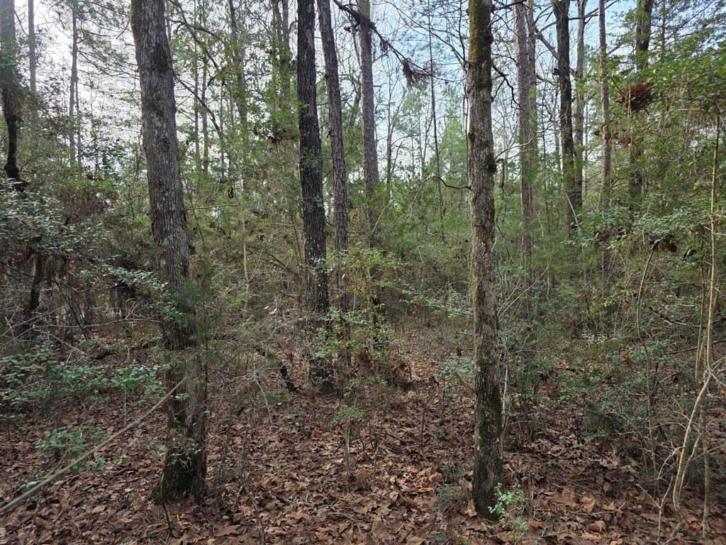 7.3 acres in Texas County - photo 3