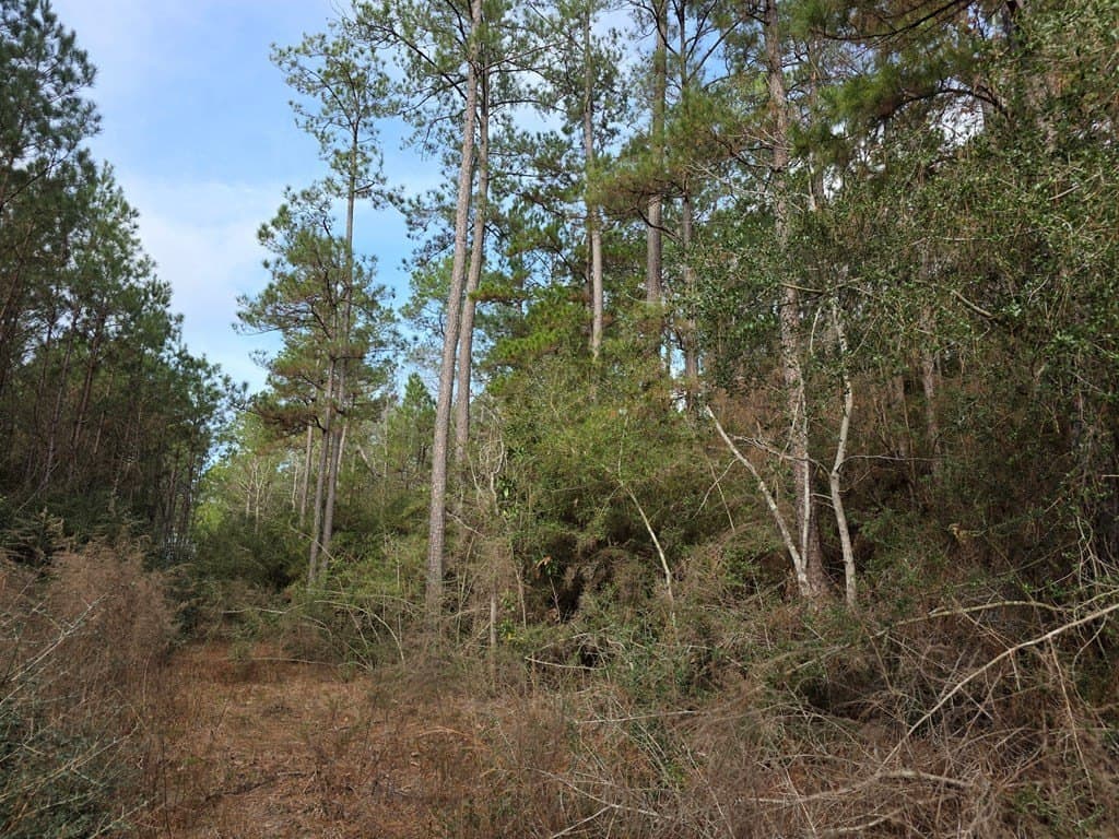 7.3 acres in Texas County - photo 21