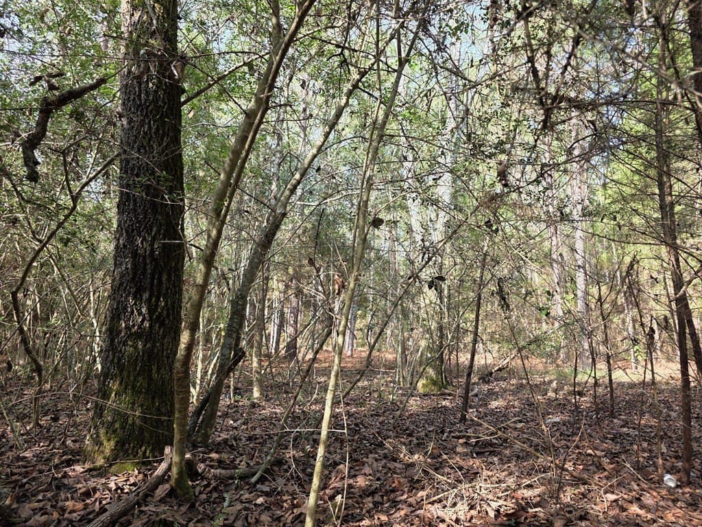 7.3 acres in Texas County - photo 11