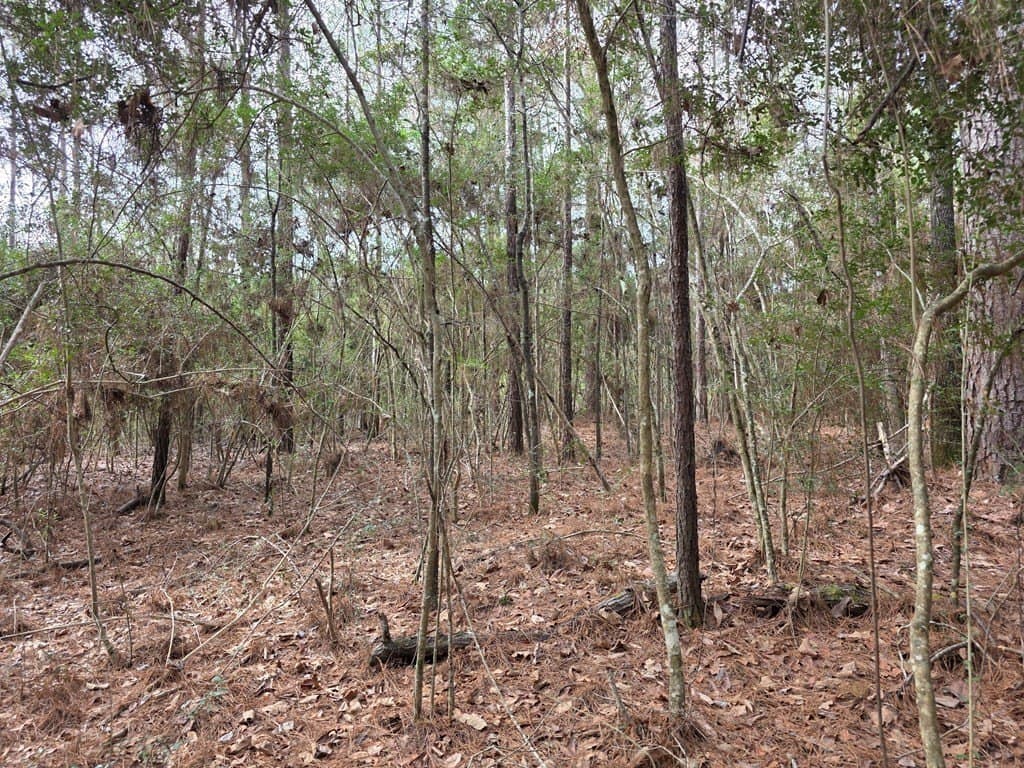 7.3 acres in Texas County - photo 15