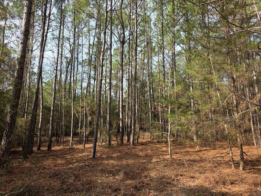 7.3 acres in Texas County - photo 12