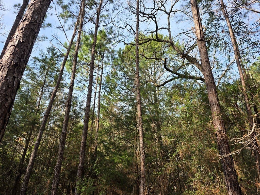 7.3 acres in Texas County - photo 8