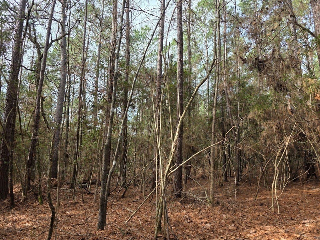 7.3 acres in Texas County - photo 14