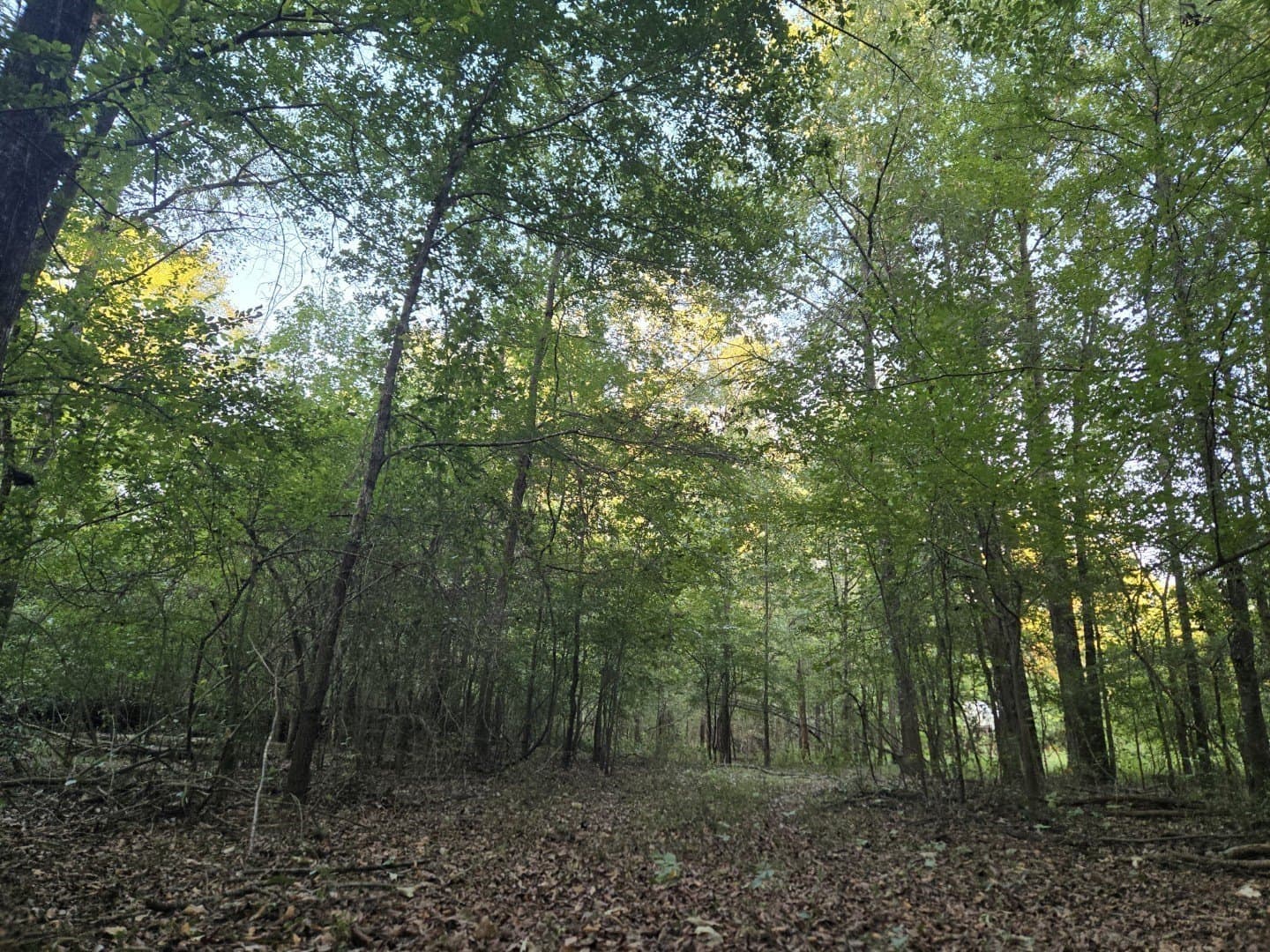 74.33 acres in Panola County - photo 14