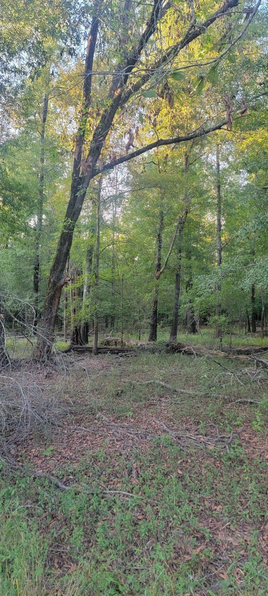 74.33 acres in Panola County - photo 11