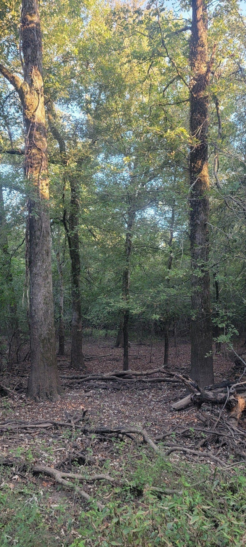 74.33 acres in Panola County - photo 10