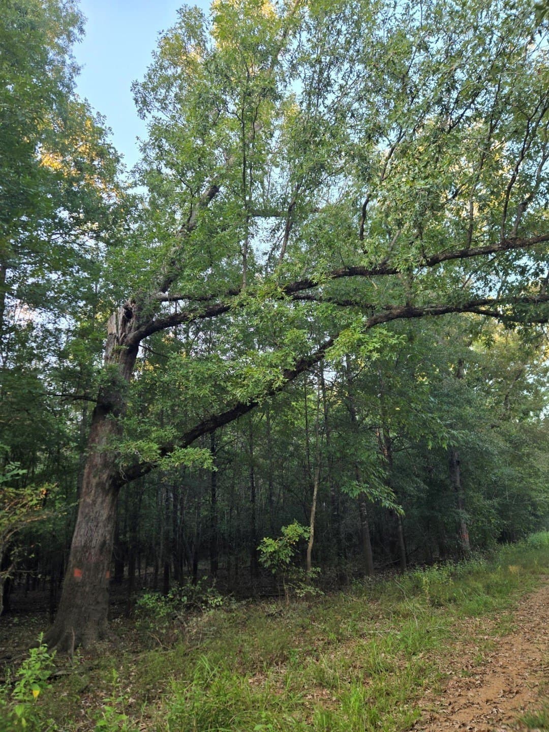 74.33 acres in Panola County - photo 9