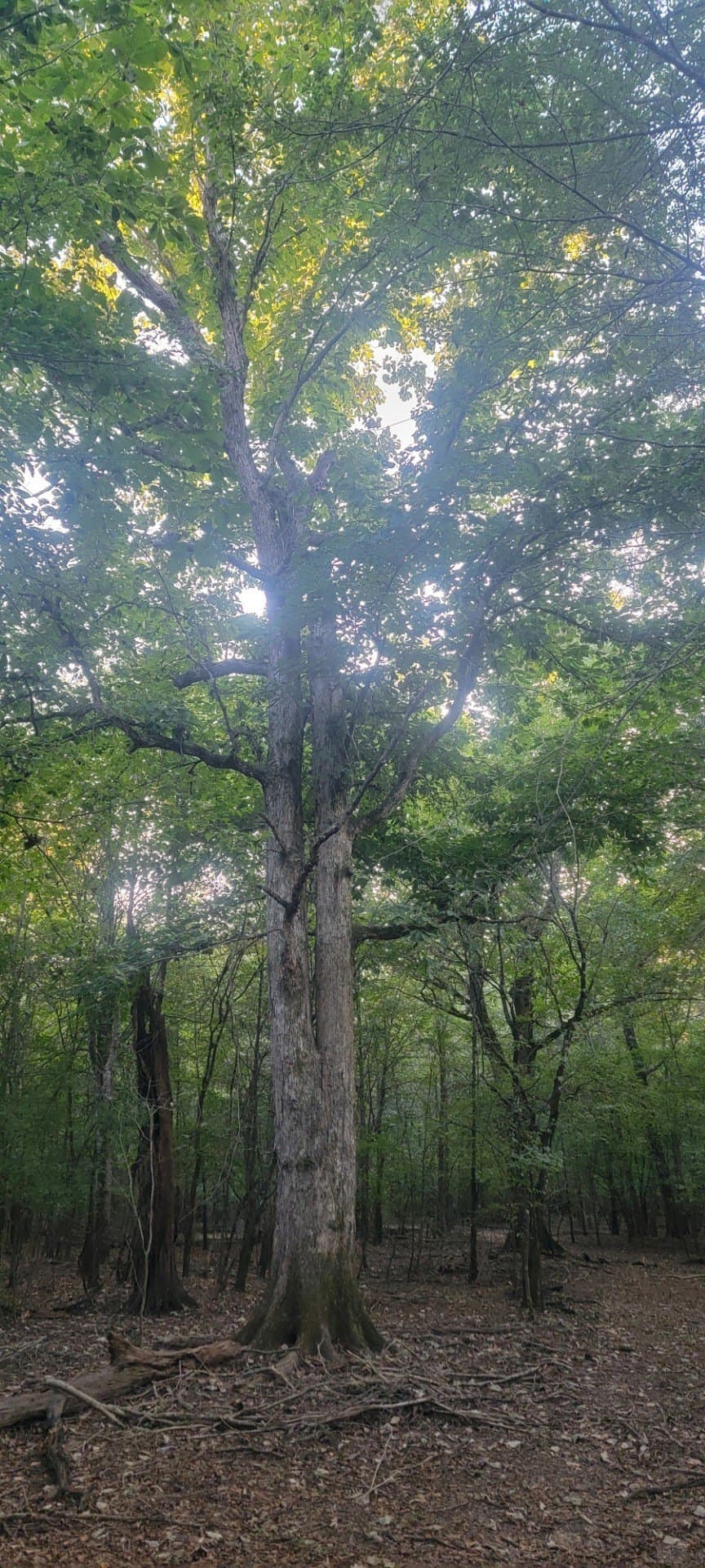 74.33 acres in Panola County - photo 12