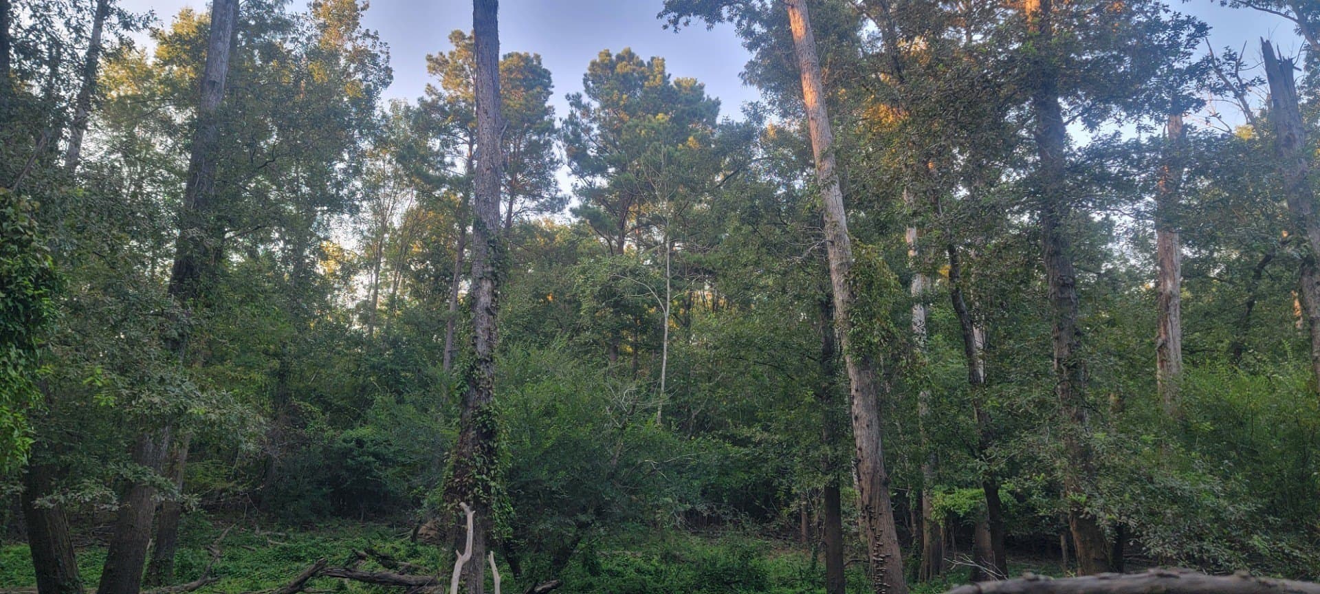 74.33 acres in Panola County - photo 18