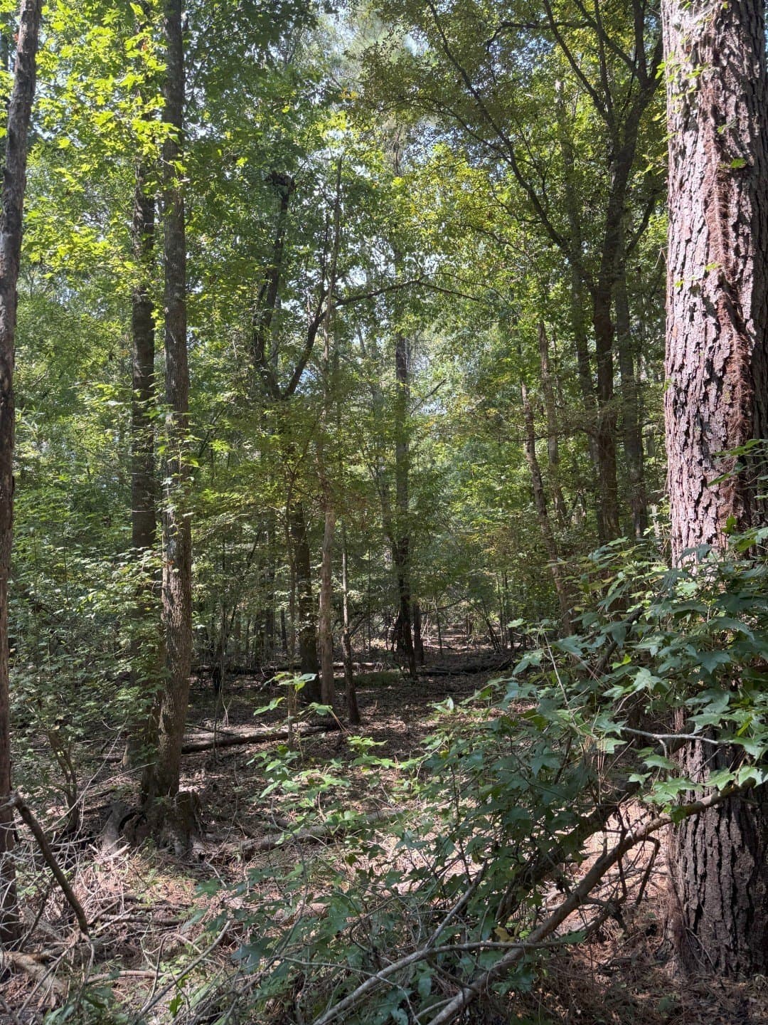 74.33 acres in Panola County - photo 20