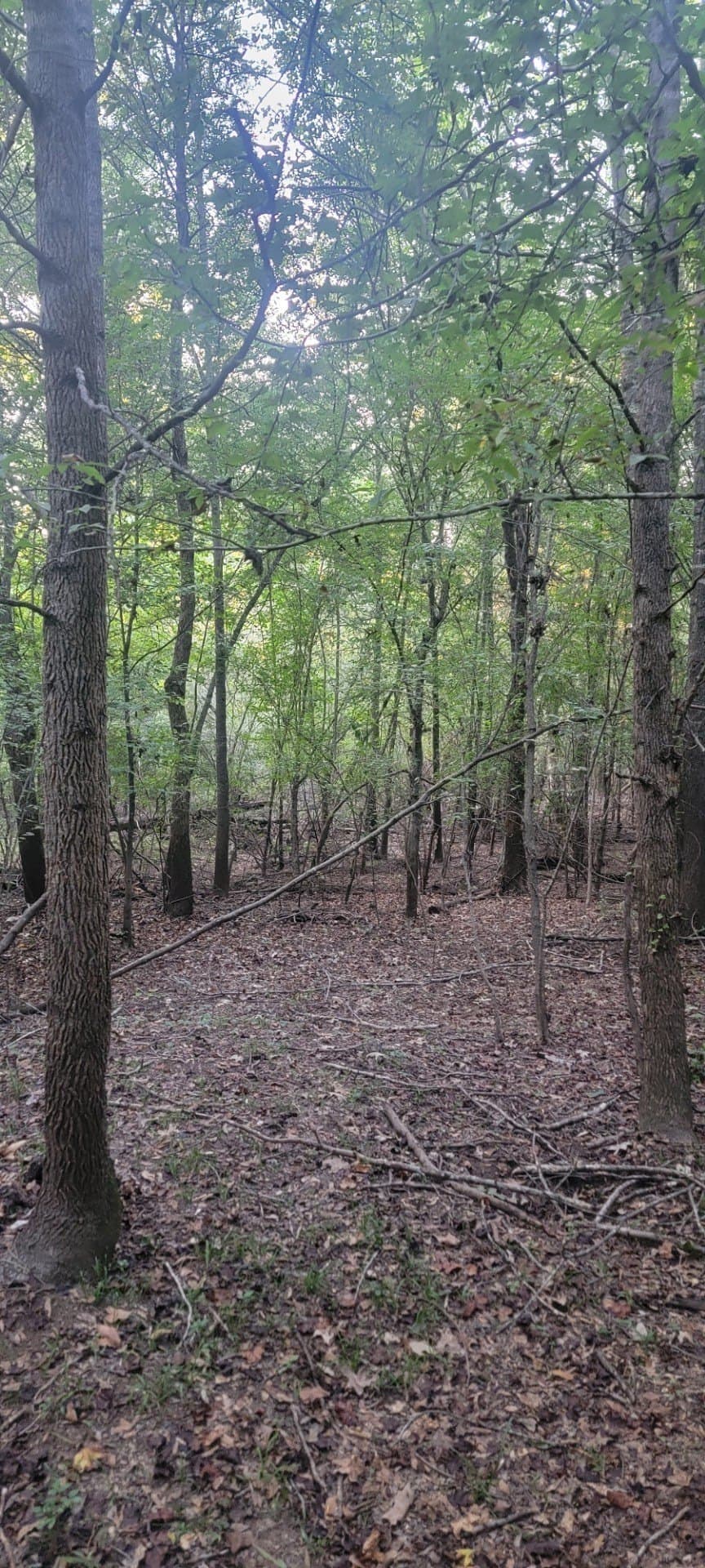 74.33 acres in Panola County - photo 16
