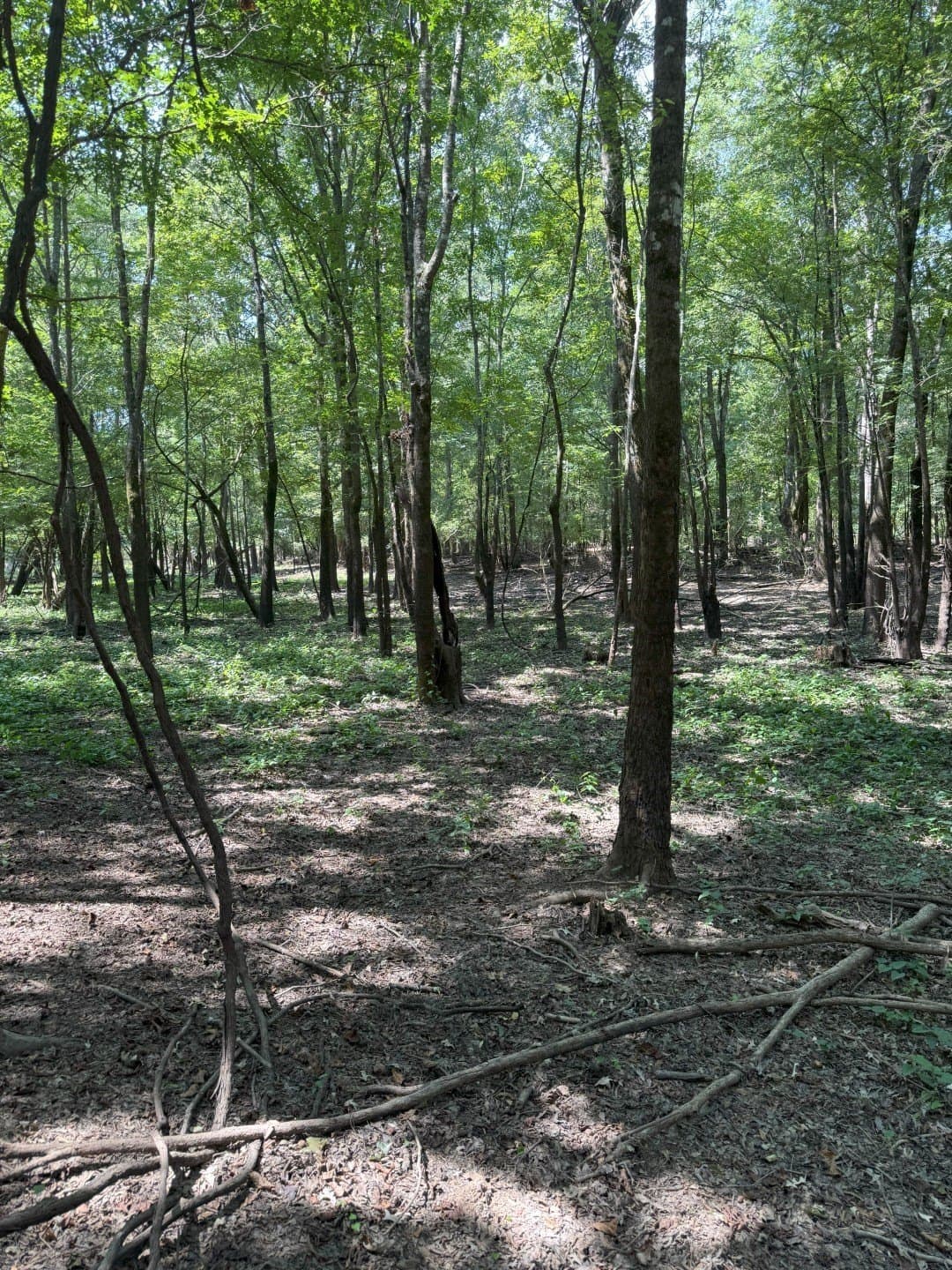 74.33 acres in Panola County - photo 21