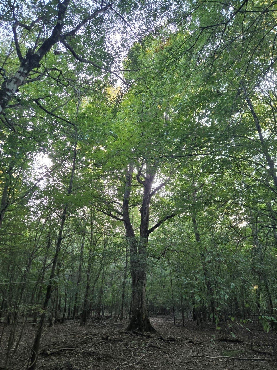 74.33 acres in Panola County - photo 15
