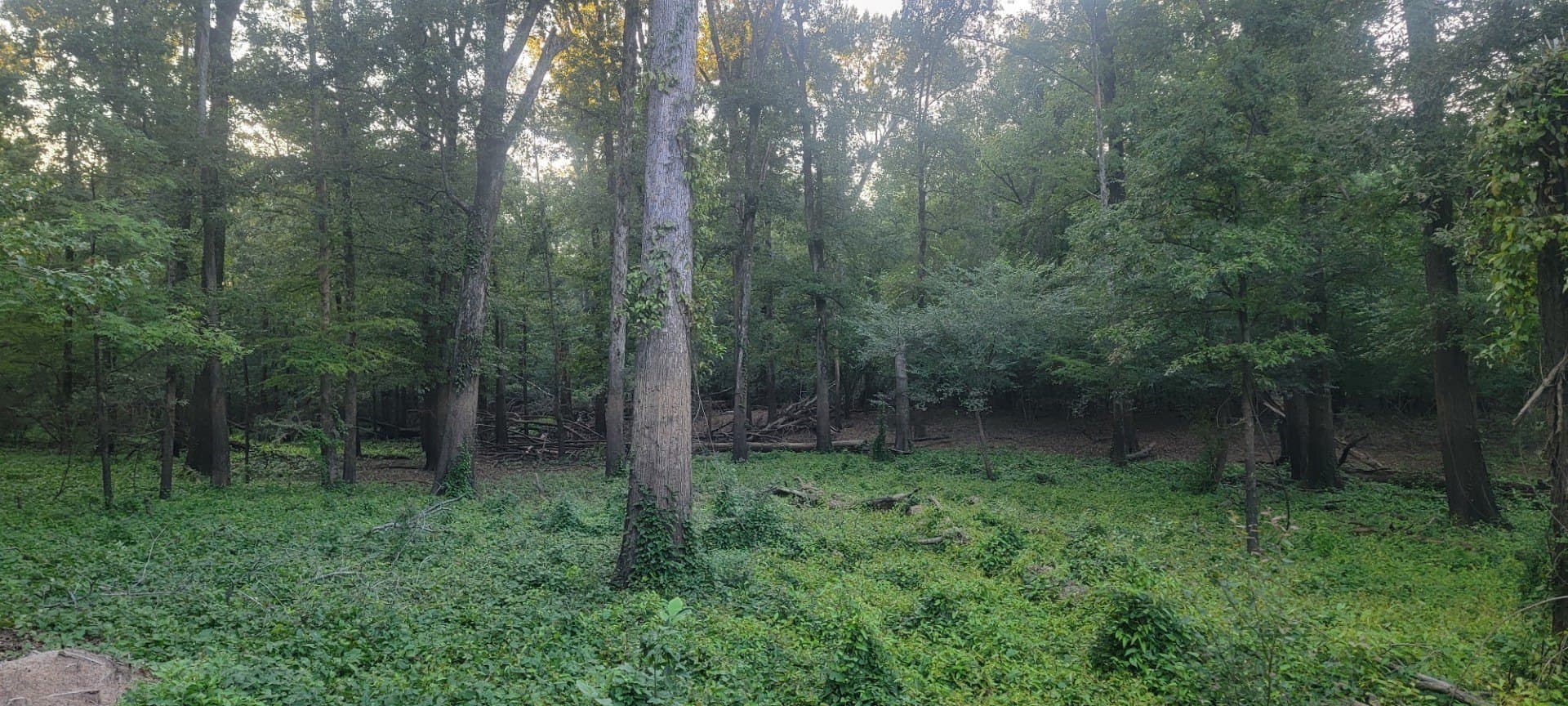 74.33 acres in Panola County - photo 17