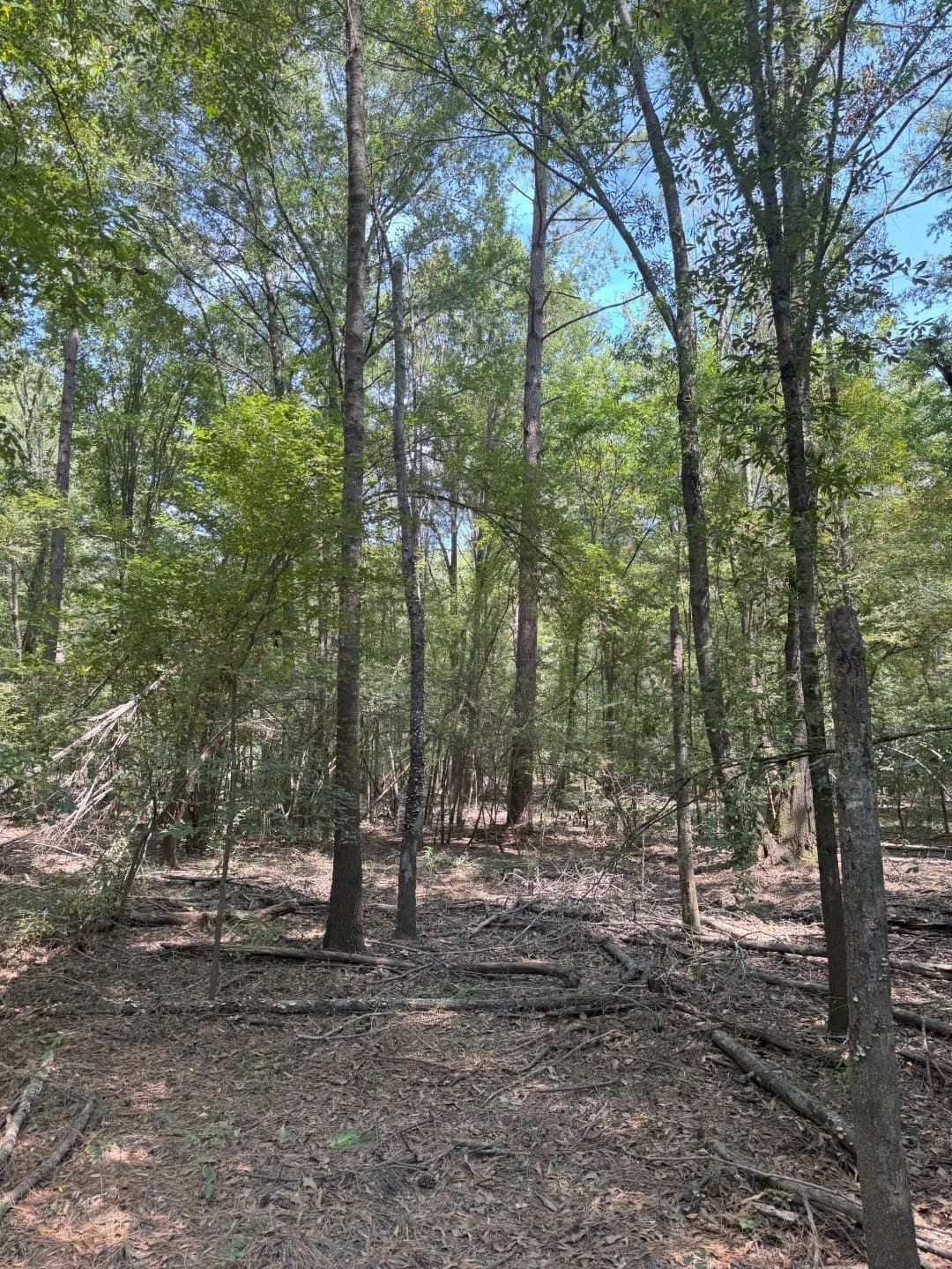 74.33 acres in Panola County - photo 19