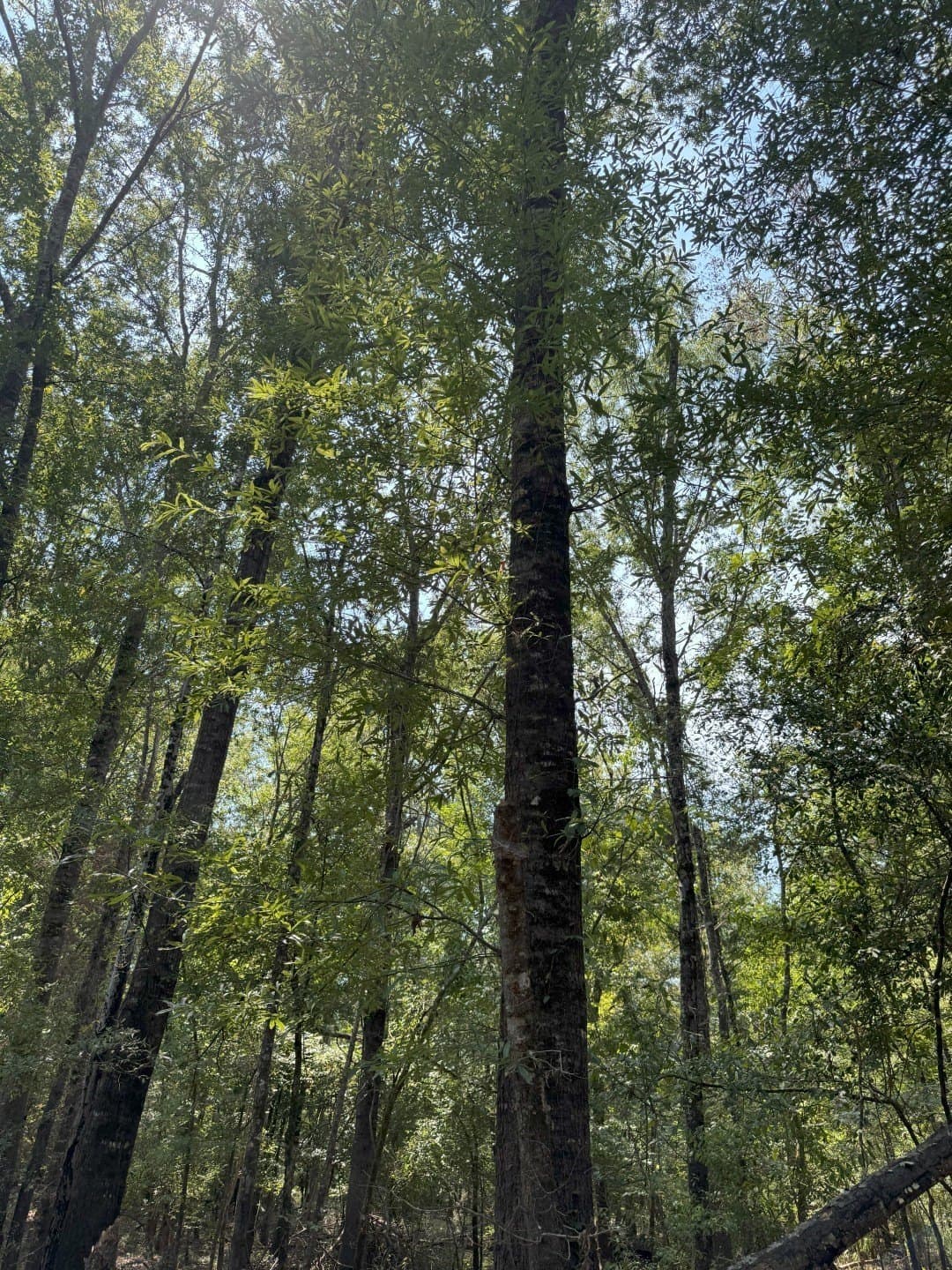 74.33 acres in Panola County - photo 22