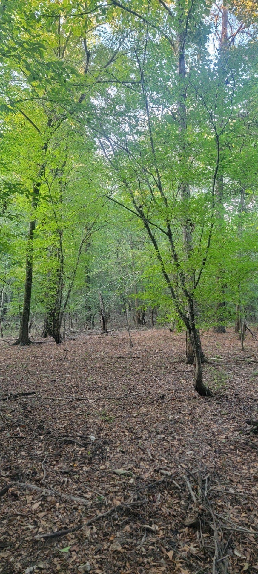 74.33 acres in Panola County - photo 13