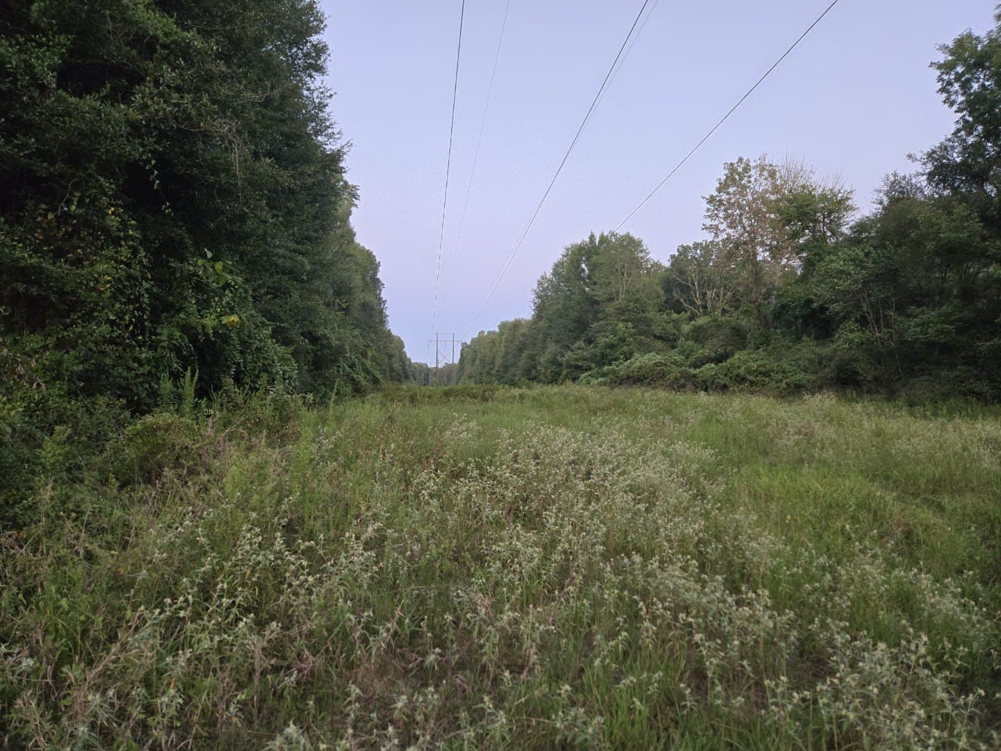 74.33 acres in Panola County - photo 6