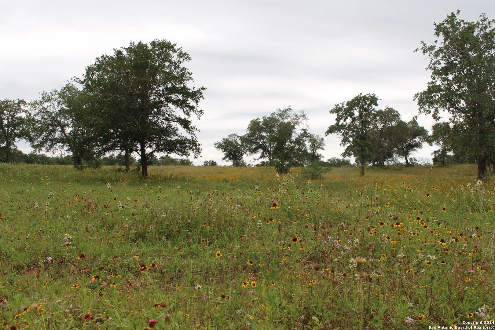 41.38 acres in Guadalupe County gallery image 2