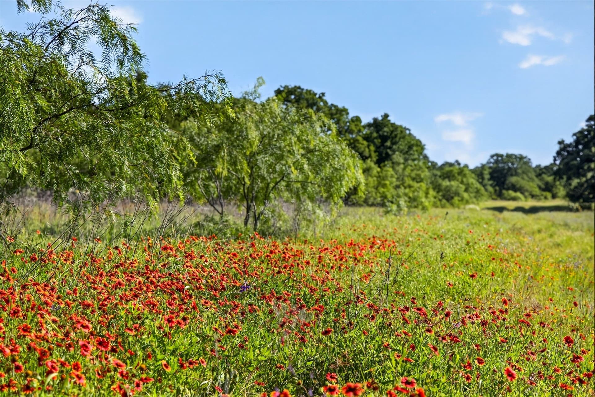 171 acres in Eastland County - photo 27