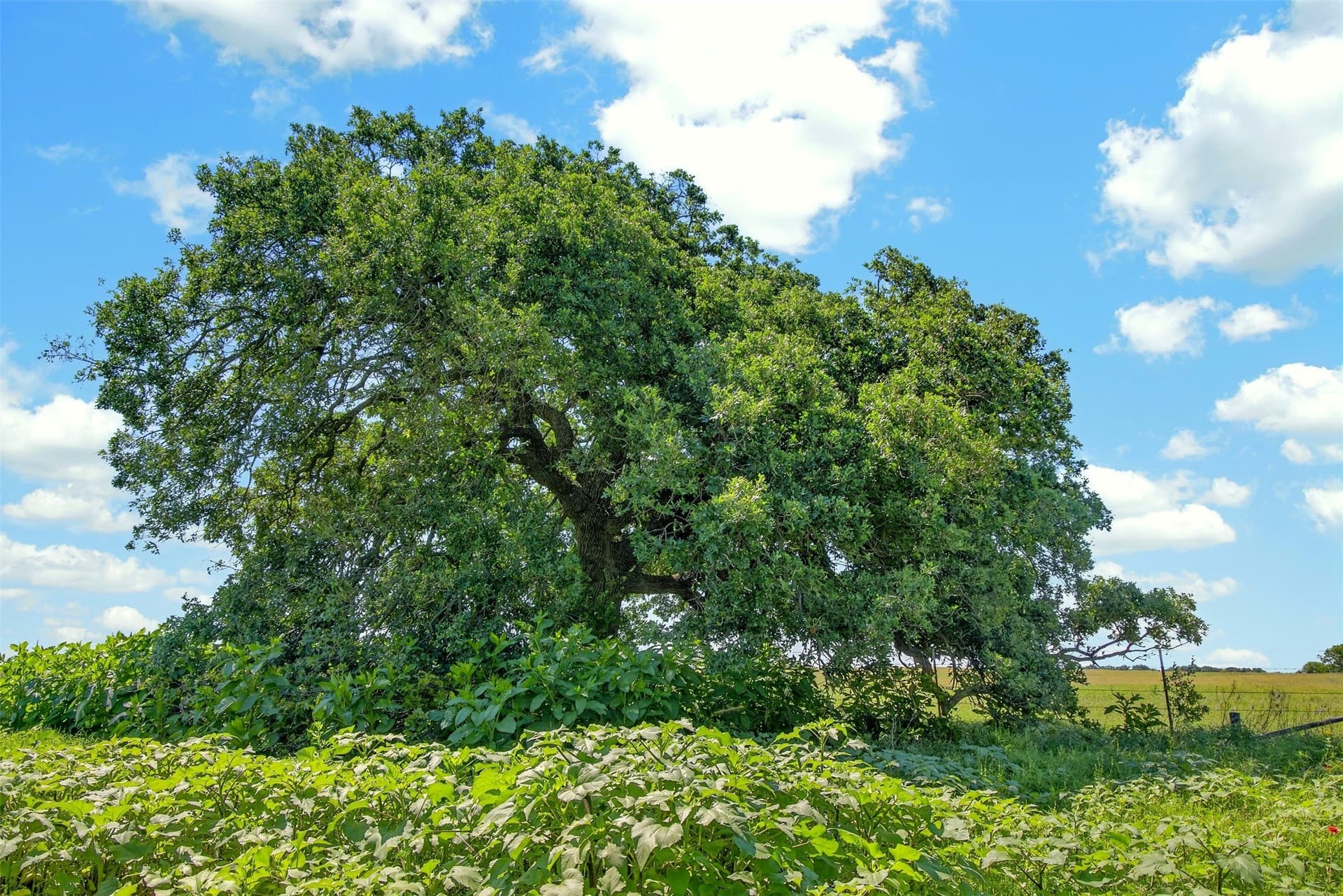171 acres in Eastland County gallery image 3