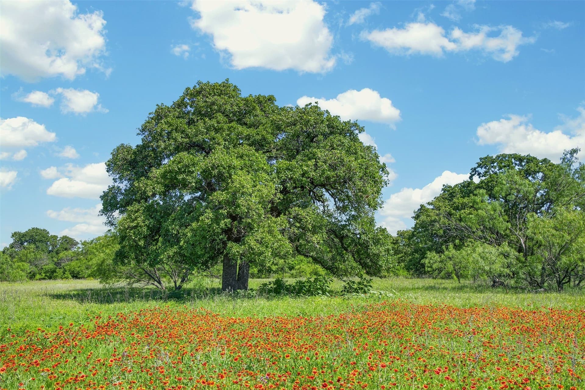 171 acres in Eastland County - photo 14