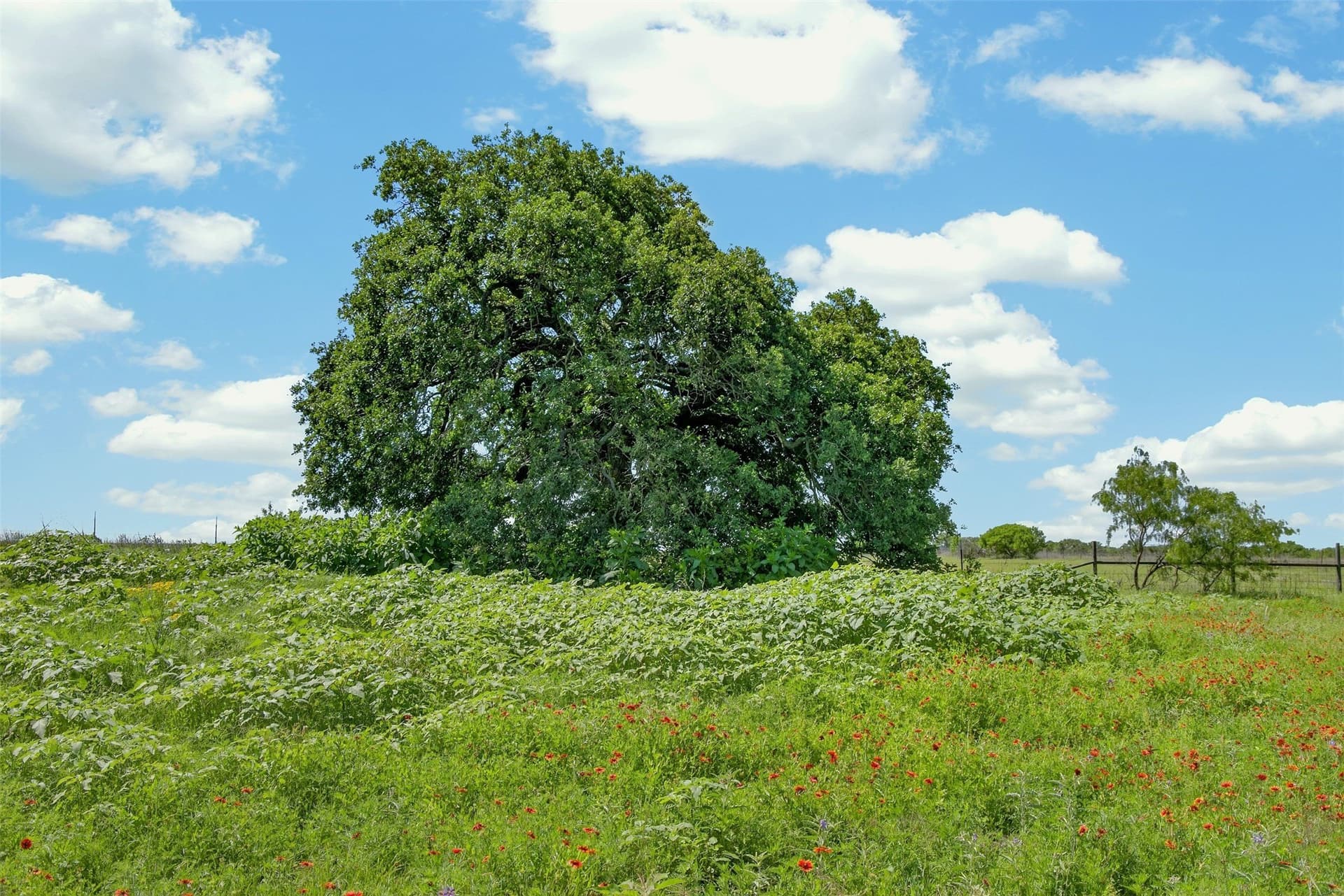 171 acres in Eastland County - photo 24