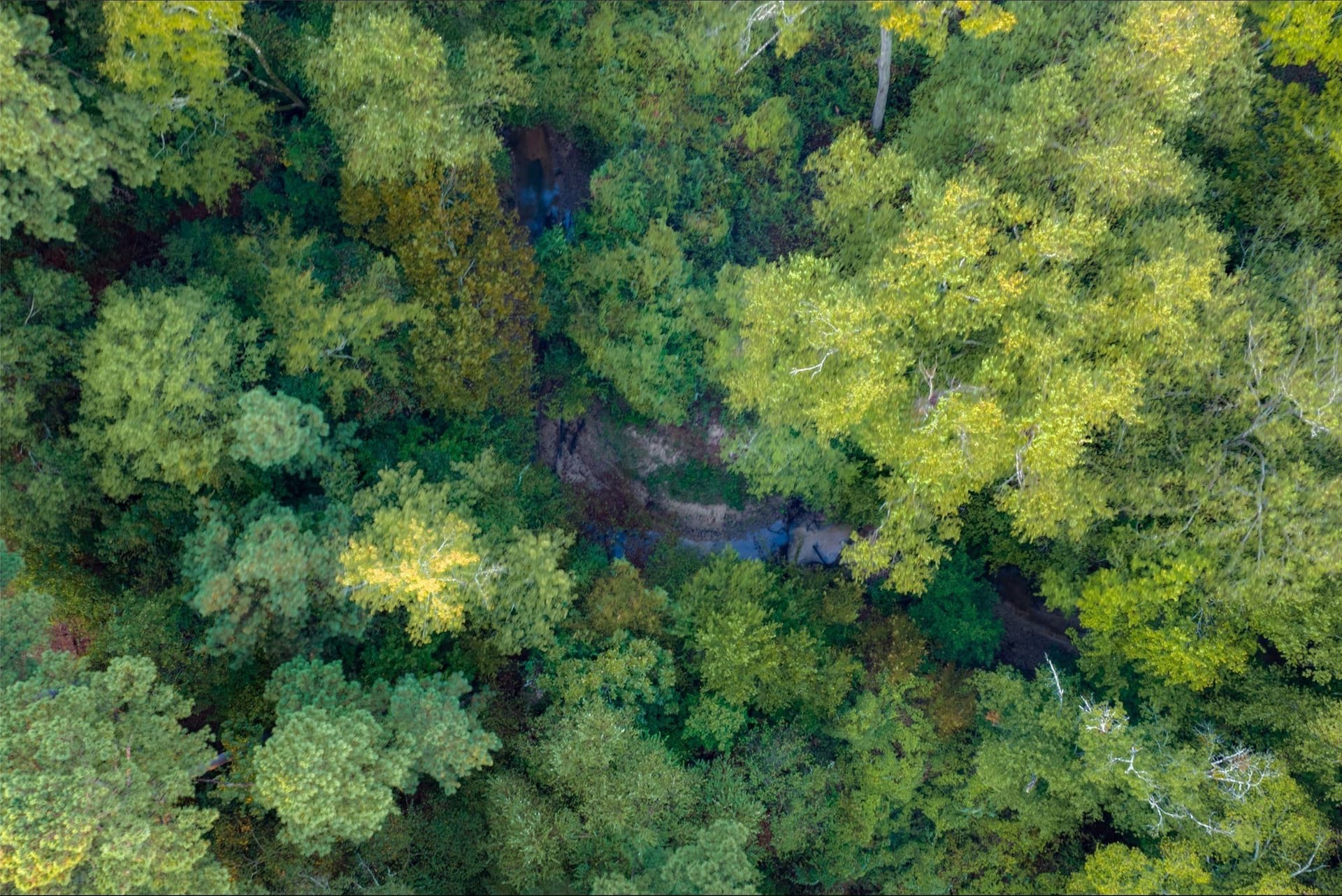 50 acres in Upshur County - photo 10
