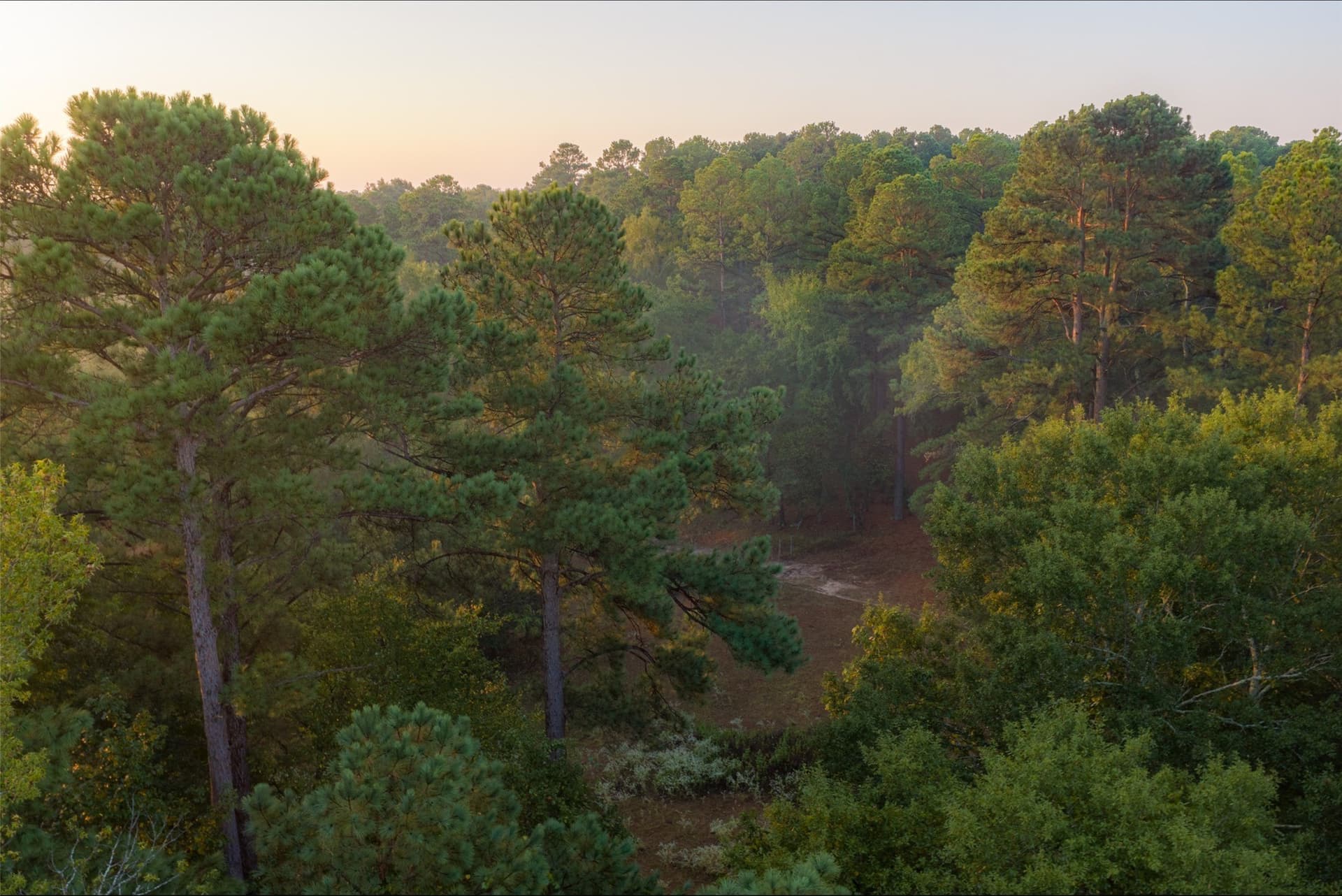 50 acres in Upshur County - photo 9