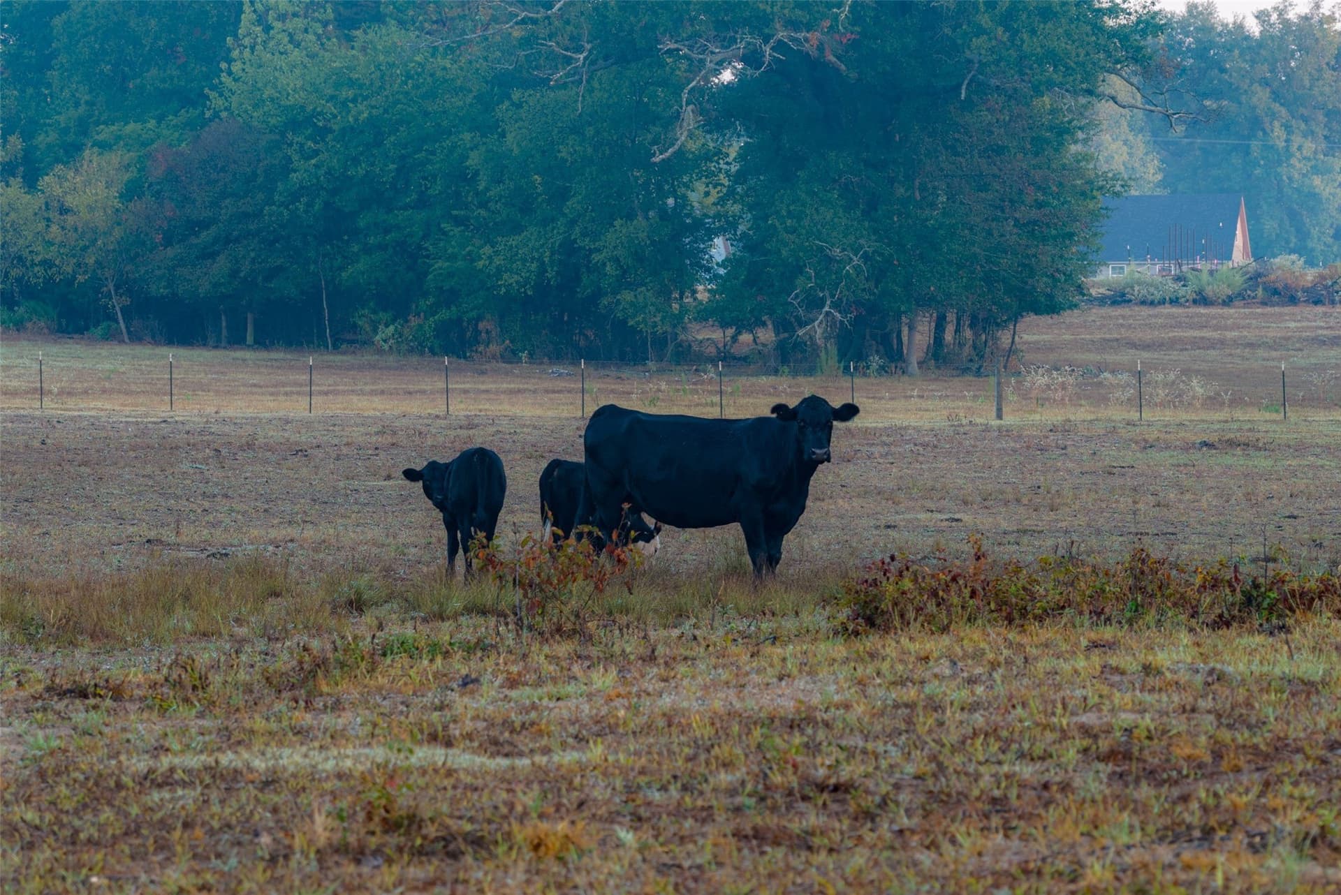 50 acres in Upshur County - photo 20