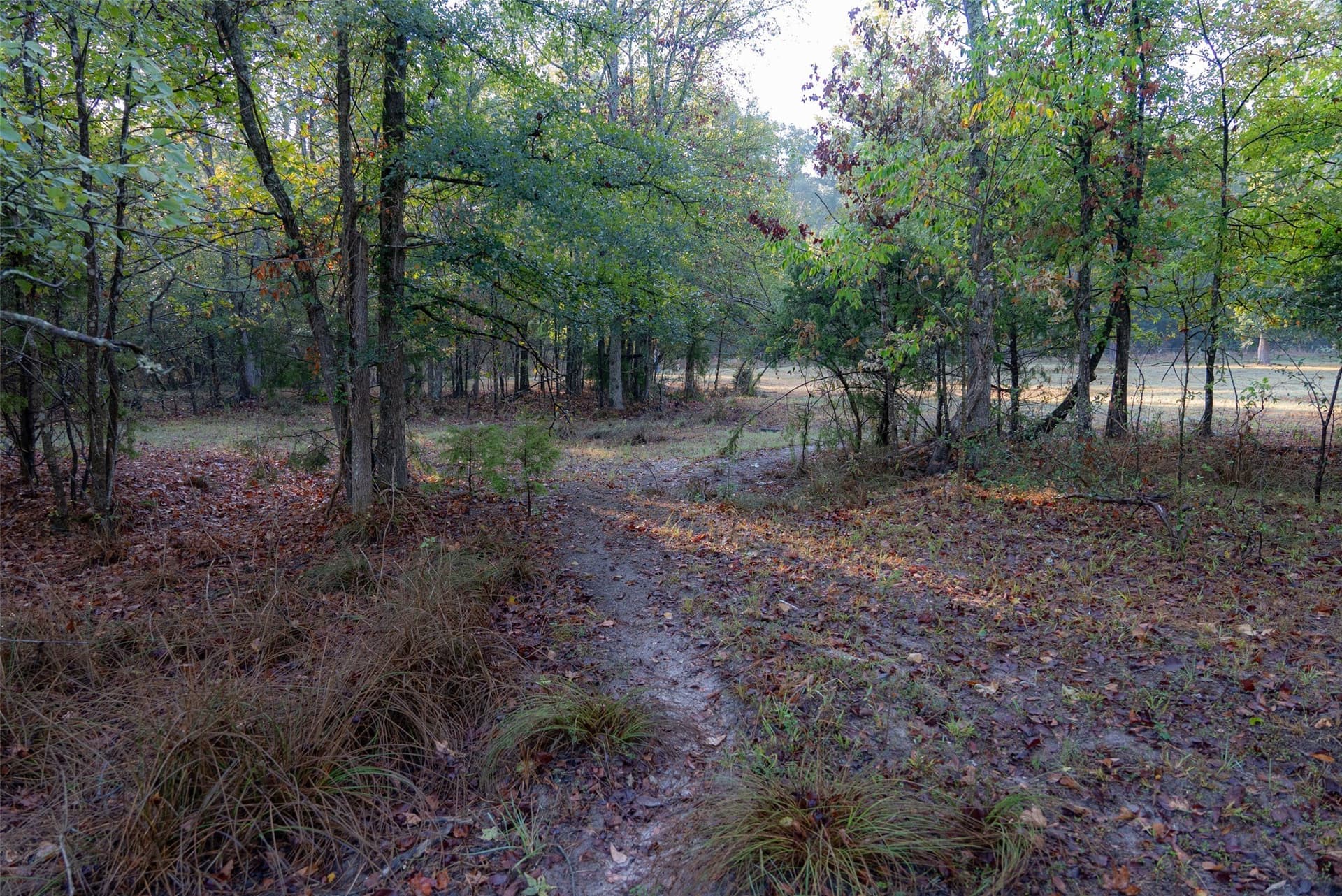50 acres in Upshur County - photo 15