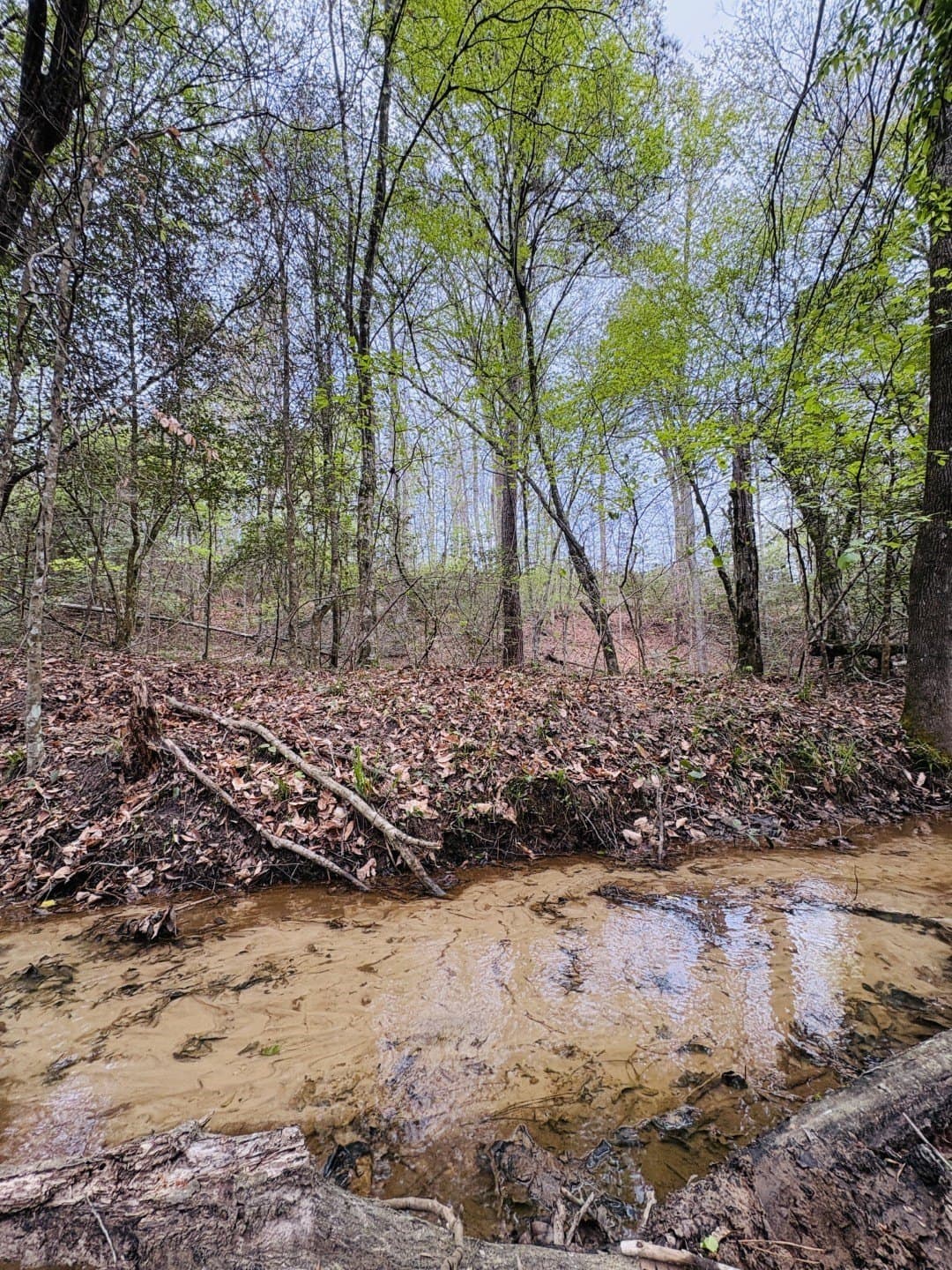 42 acres in Shelby County gallery image 2