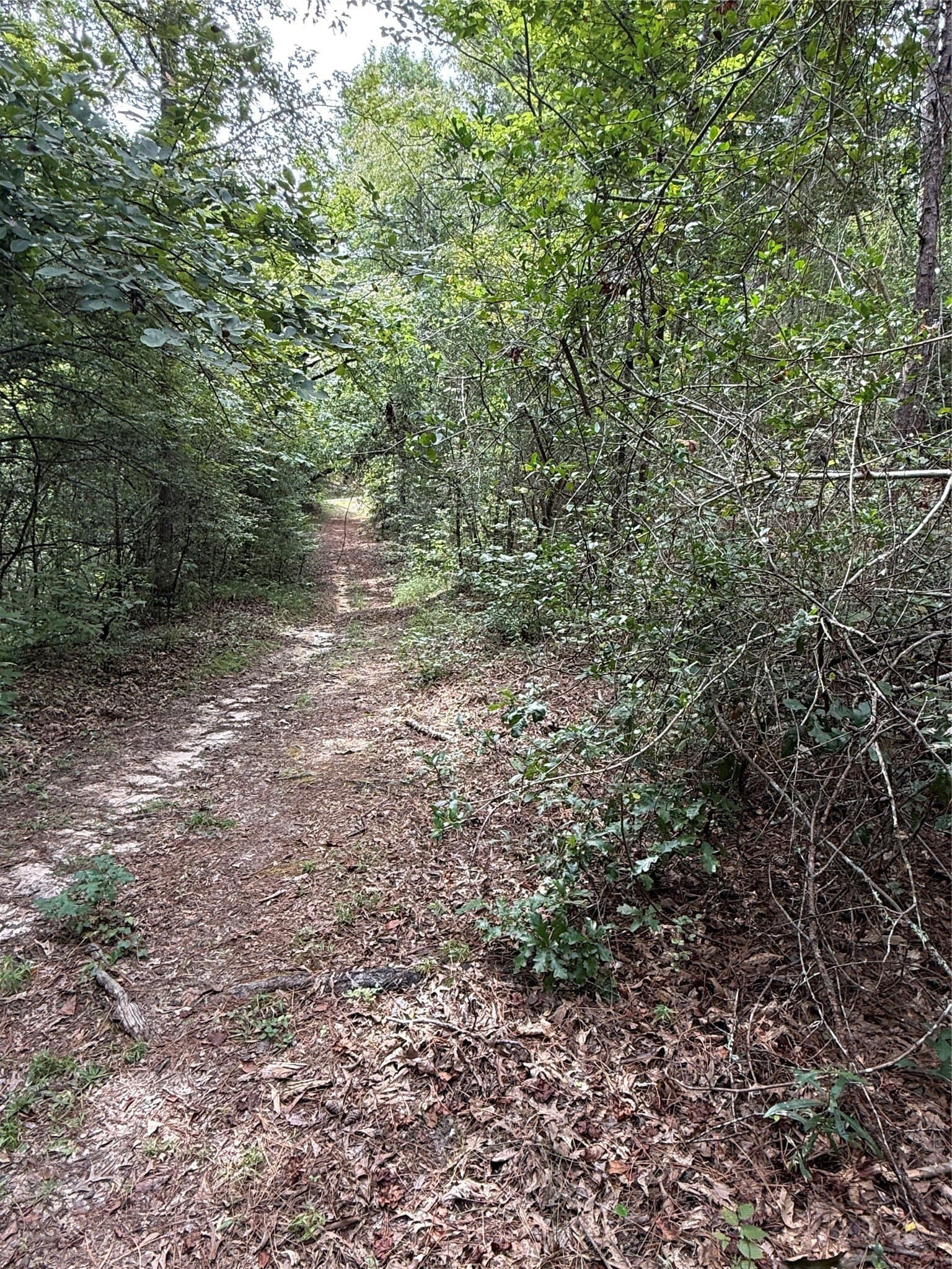 167.28 acres in Leon County - photo 5