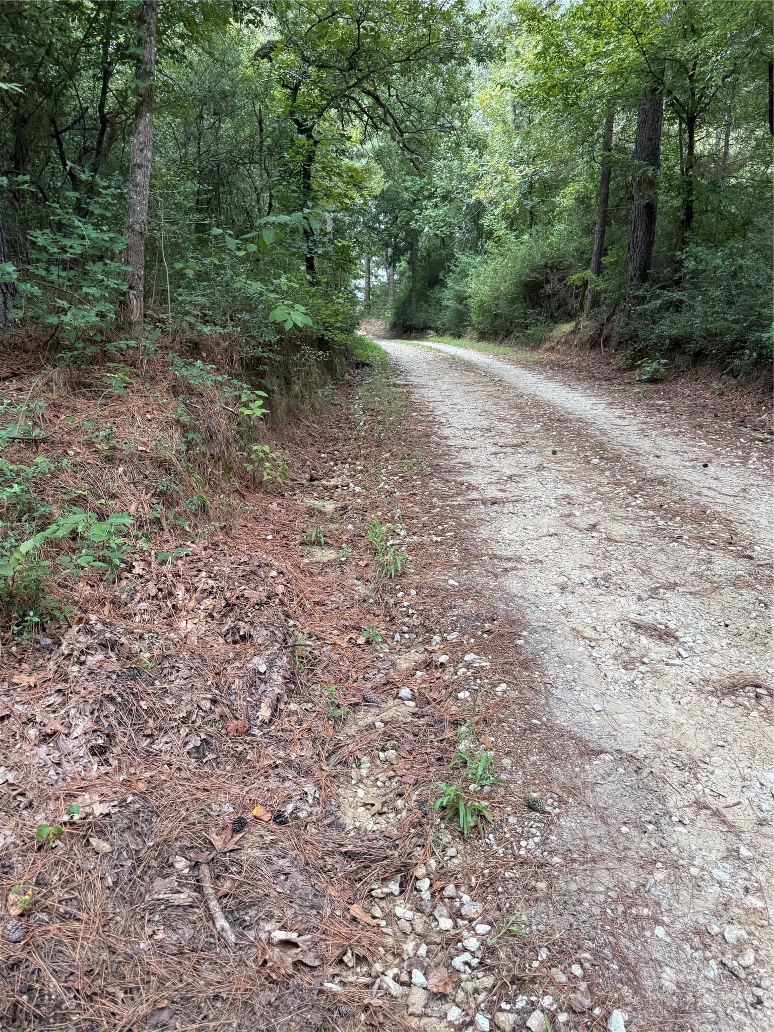 167.28 acres in Leon County - photo 3