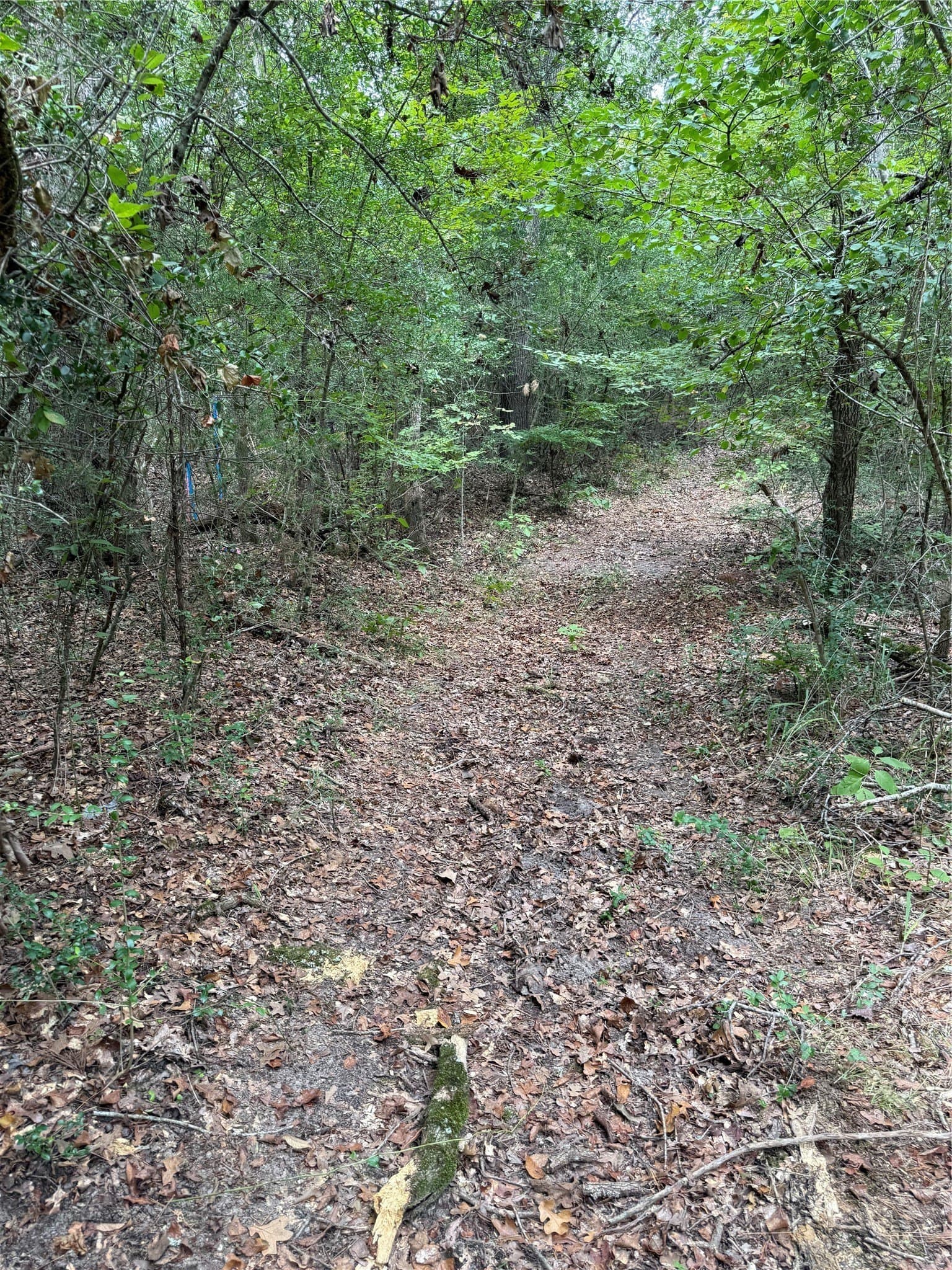 167.28 acres in Leon County - photo 4