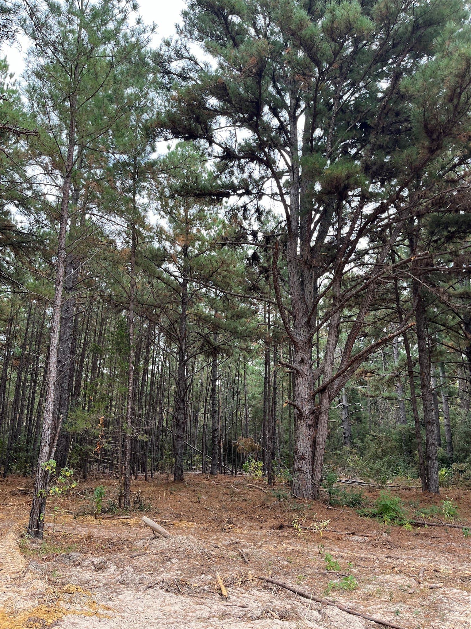 167.28 acres in Leon County - photo 8