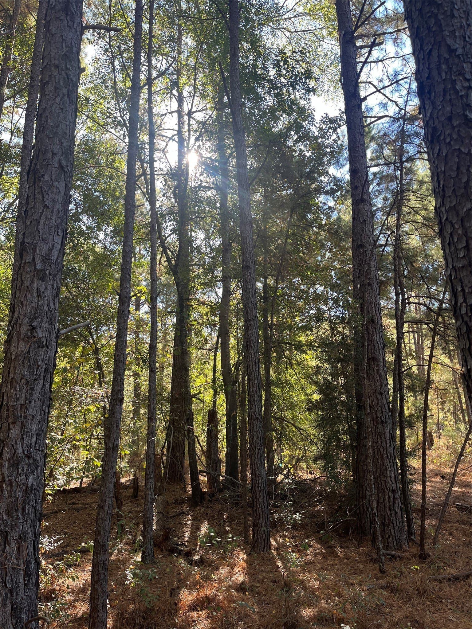 167.28 acres in Leon County - photo 9