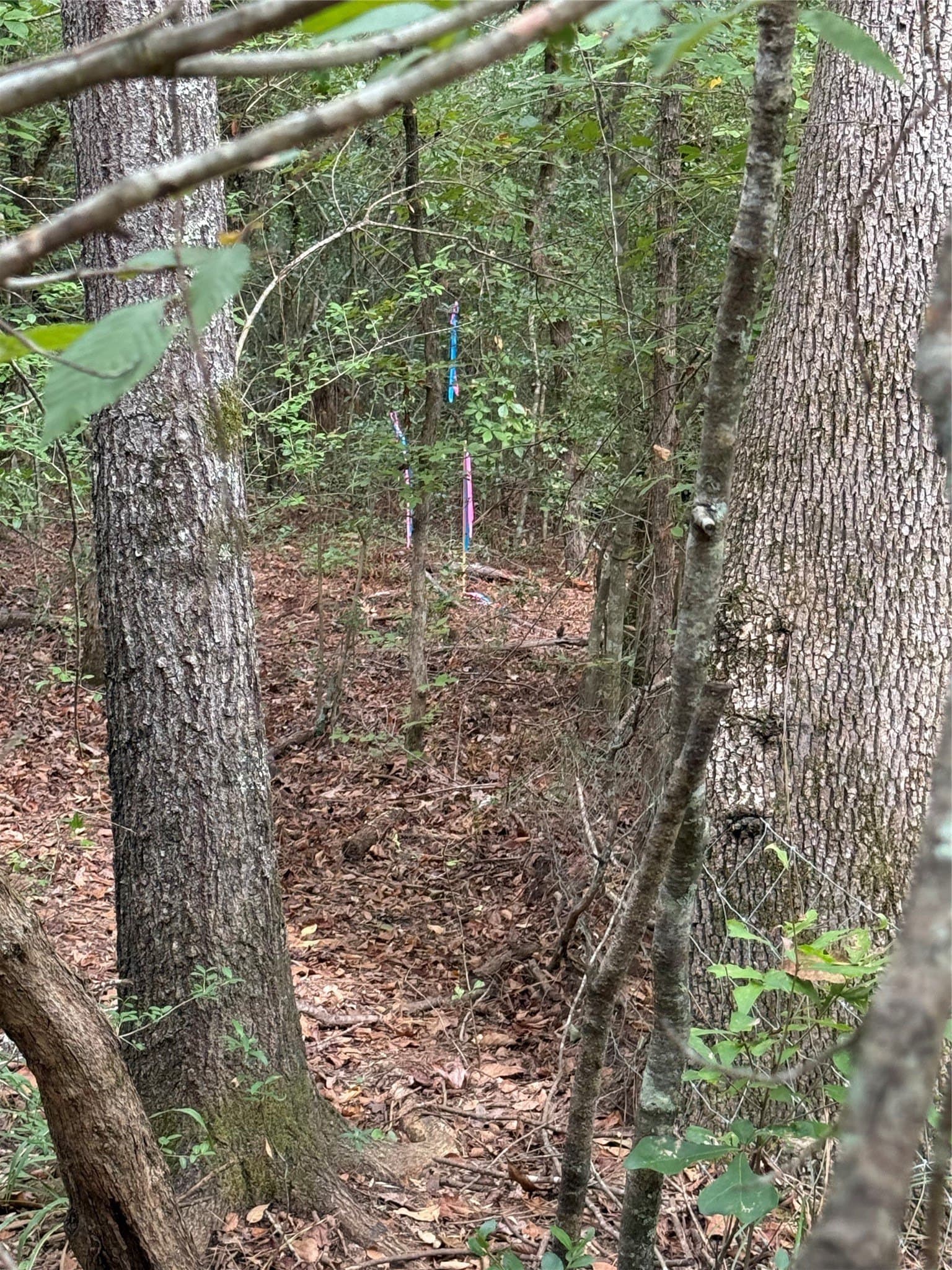 167.28 acres in Leon County - photo 6