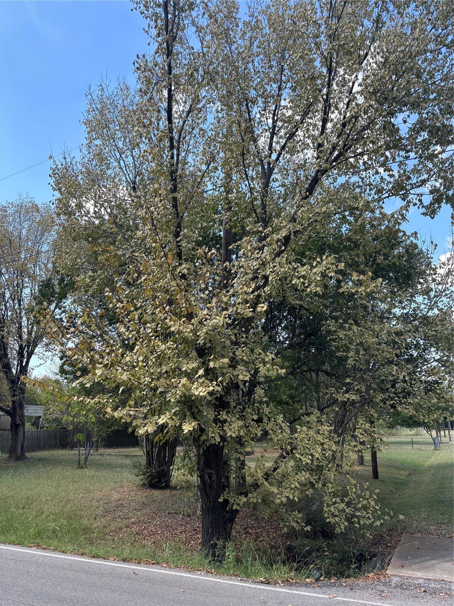0.29 acres in Dallas County - photo 4