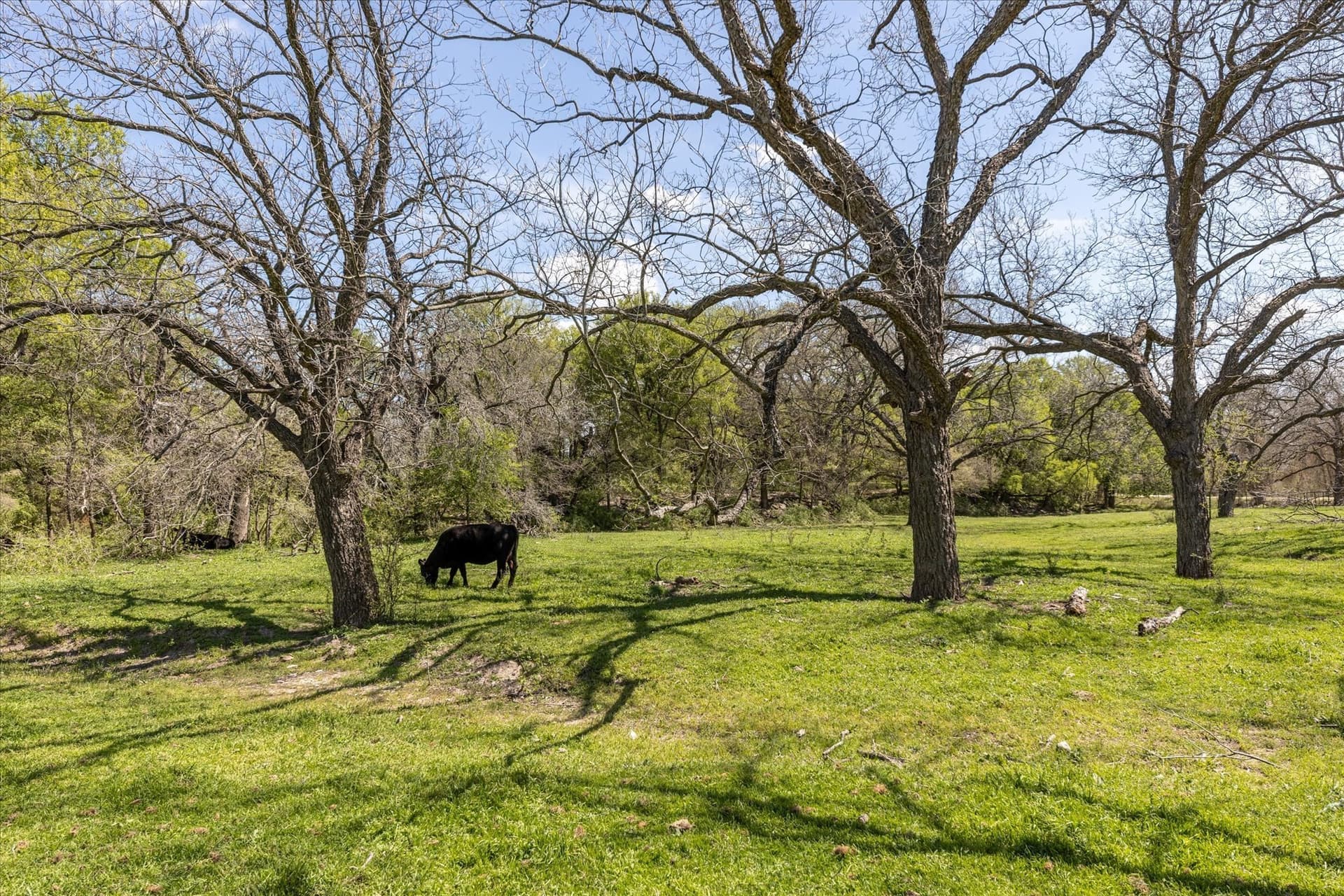 81.81 acres in Erath County - photo 15