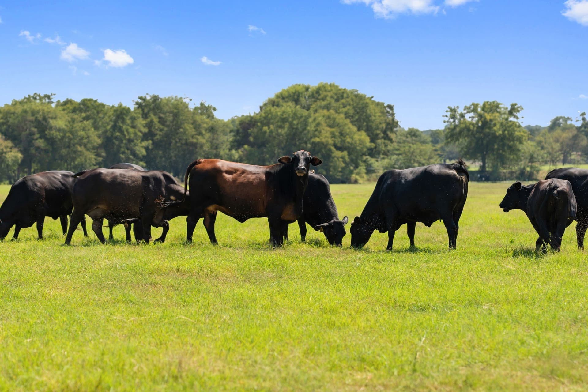 39.91 acres in Cooke County - photo 35