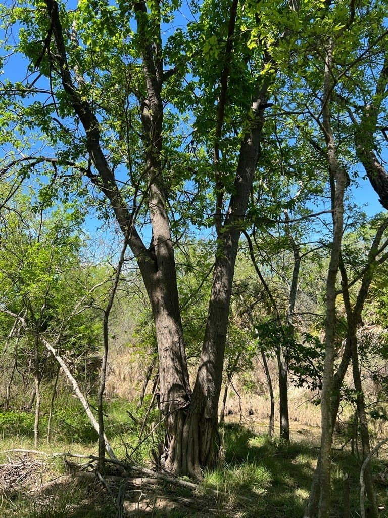 21.15 acres in Maverick County - photo 9