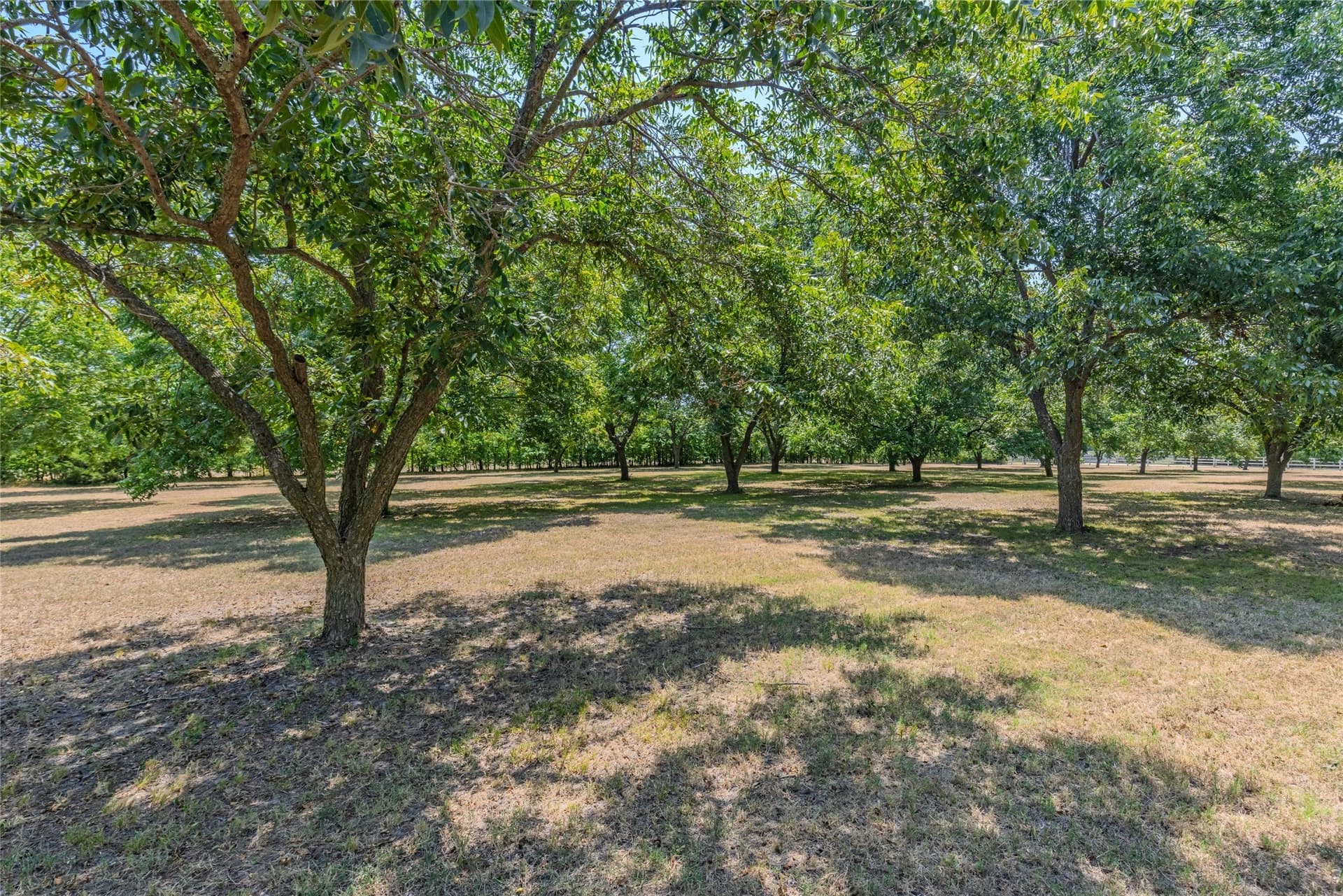 21.77 acres in Rains County - photo 10